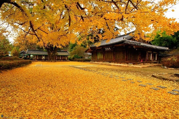 Lá vàng rơi trên các cung đường tại Hàn Quốc