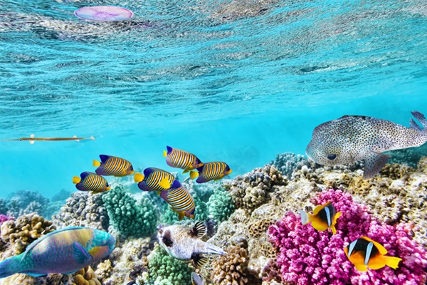 Rạn san hô Great Barrier độc đáo và hệ thống lớn mạnh xứng đáng là cảnh đẹp nước Úc mà du khách không được bỏ lỡ
