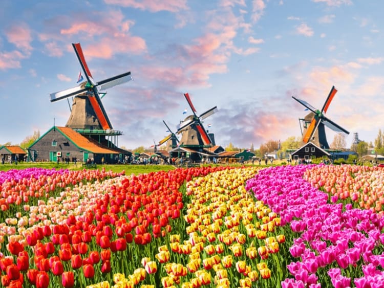 Hoa tulip - biểu tượng không thể thiếu tại Hà Lan 
