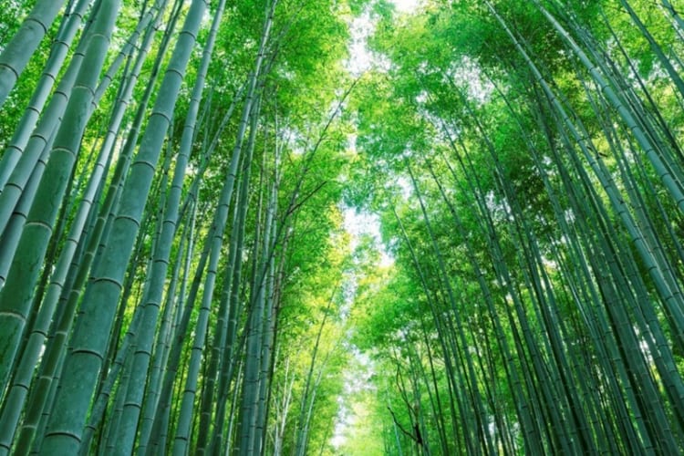 Những hàng tre cao vút, xanh mướt thẳng tắp trải dài đầy yên bình tại rừng trúc Arashiyama