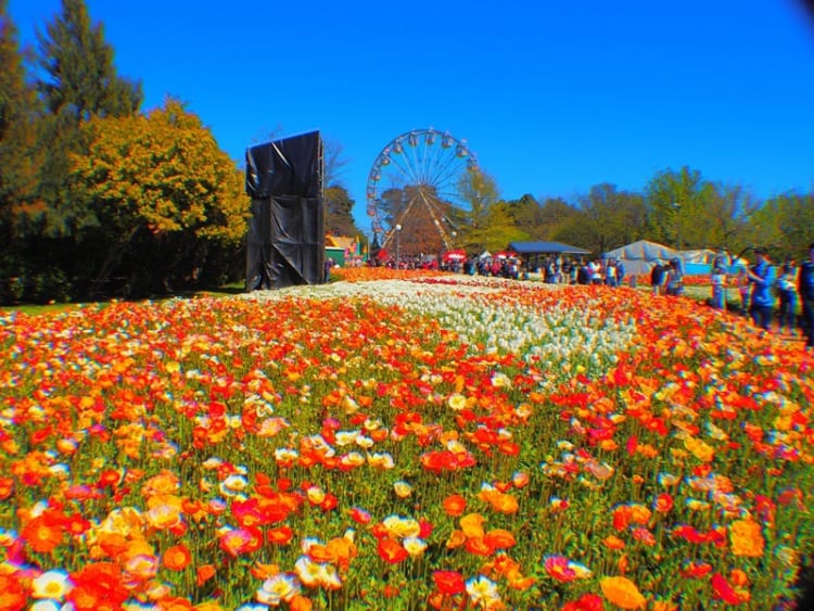 Lễ hội hoa Floriade - một trong những sự kiện lớn nhất thu hút hàng triệu lượt tham quan mỗi năm