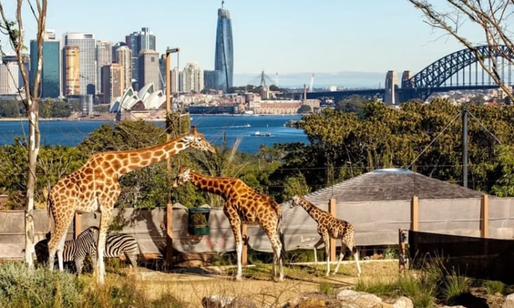 Sydney Zoo - địa điểm lý tưởng để du khách tham gia vào các hoạt động ngoài trời 