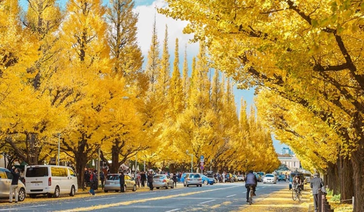 Công viên Meiji Jingu Gaien nổi bật với những hàng cây phủ đầy sắc vàng