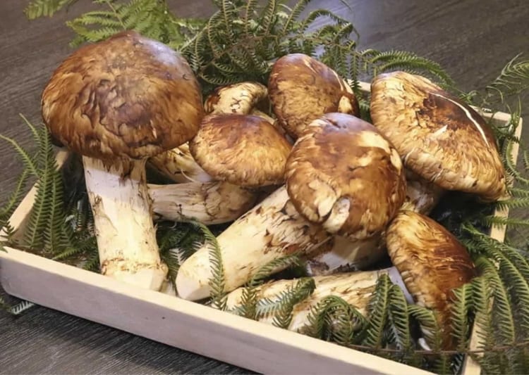 Nấm Matsutake giàu dưỡng chất với hương vị đặc trưng 