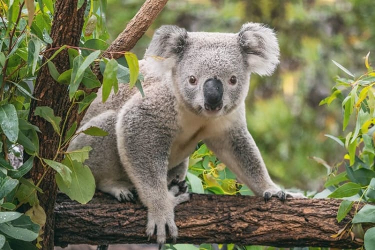 Gấu Koala - biểu tượng nước Úc với bộ lông xám dễ thương thu hút du khách