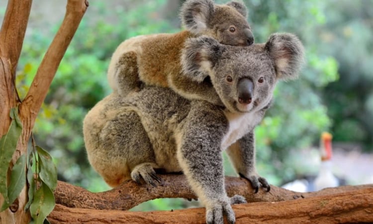 Koala cũng có khả năng chạy nhanh như thỏ 