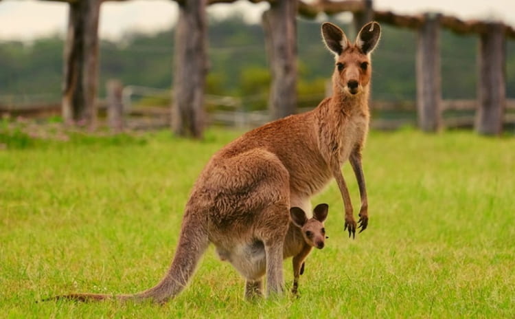 Kangaroo được mệnh danh là loài thú có túi lớn nhất