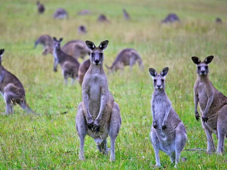 Kangaroo thường sống bầy đàn và bảo vệ nhau khi gặp kẻ thù