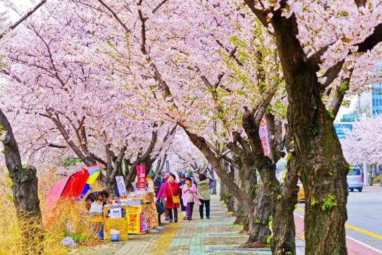 Công viên Yeouido đầy lãng mạn với chiếc áo hồng rực rỡ 