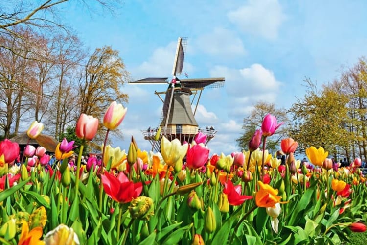 Vườn hoa Keukenhof - nơi hội tụ vẻ đẹp đầy mê hoặc