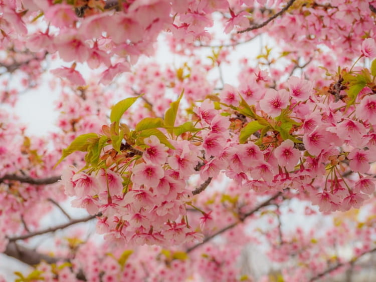 Thời điểm lý tưởng để ngắm hoa Kawazu Sakura là vào cuối tháng 2 trở đi