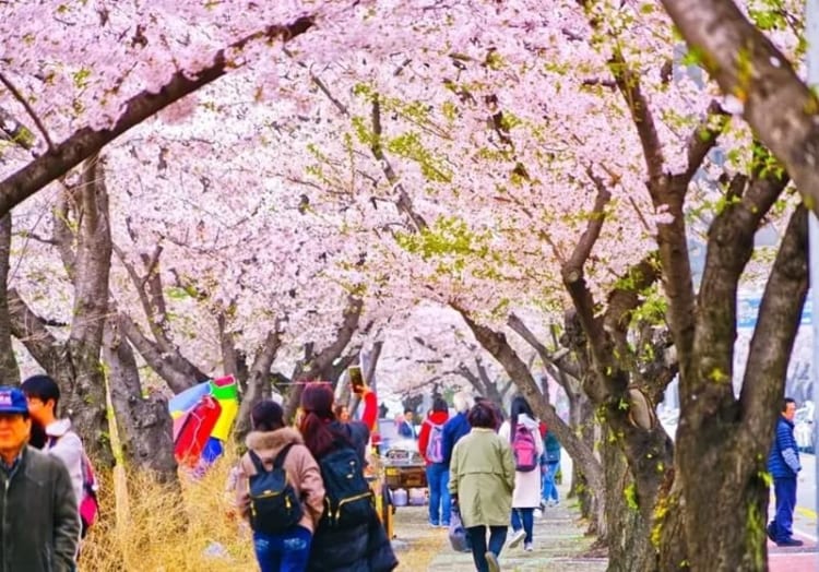 Công viên Yeouido với hàng loạt cây hoa anh đào khoe sắc 