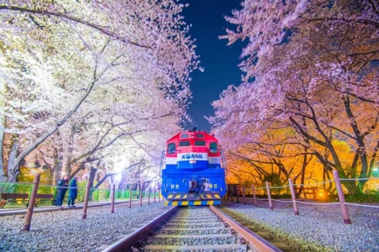 Lễ hội Jinhae Gunhangje đầy thơ mộng